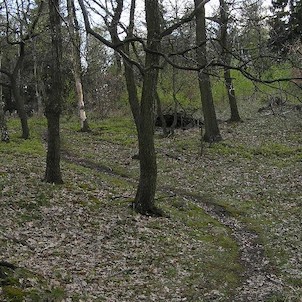 cesta na Hradiště, les pod vrcholem