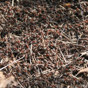 Úhošť - mravenci, V národní přírodní rezervaci Úhošť má domov mnoho chráněných rostlin a živočichů - např. tito mravenci