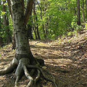 cesta na hrad, Perštejn - zřícenina