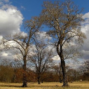 Vintířov, zámecký park