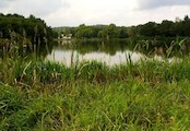 Olešský rybník