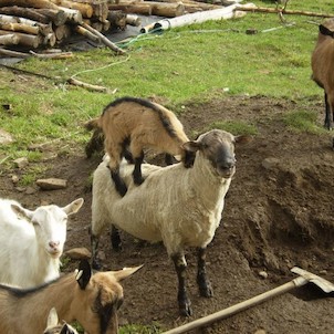 Ovce a kozy