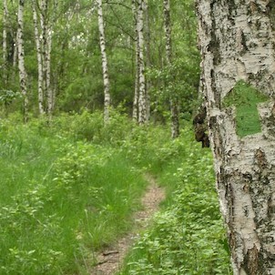 cesta na Zlatník, pohodlnější cesta na Zlatník