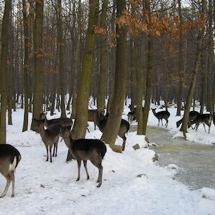 obora u zámečku