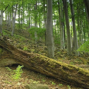 stará bučina, PR Březina