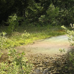 rašeliniště v PR Březina