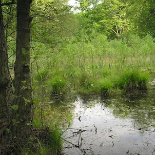 rašeliniště, přírodní rezervace Březina