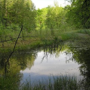 rašeliniště, přírodní rezevace Březina