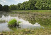 Vojenský rybník, západně od Bukového vrchu