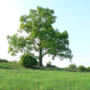 Obrovský dub nedaleko rozhledny