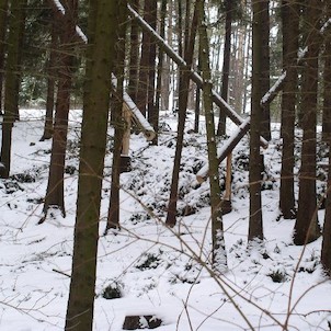 Úmyslně podřezané stromy z nenažranosti, Stromy podřezané úmyslně ze spekulativních důvodů, aby nezbylo nic jiného než je opravdu skácet. Tato rarita se nacházela ve středu údolí, kde je přetíná asfaltová silnice. V současnosti je tam už vytěžená holina.