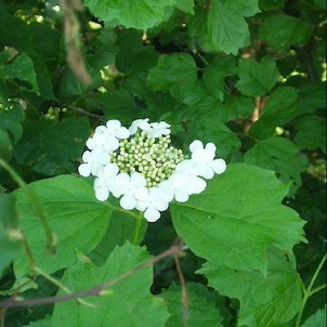 Stonáč - břehy tůní