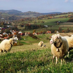 Ovce nad Francovou Lhotou
