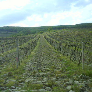 vinohrady
