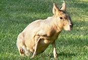 ZOO Brno - Tapír jihoamerický