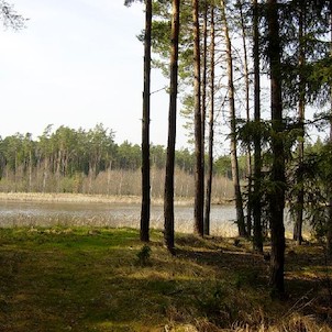 Hradecké lesy- rybník Výskyt