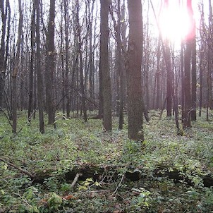 Polanský les, Polanský les