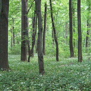 Polanecký les