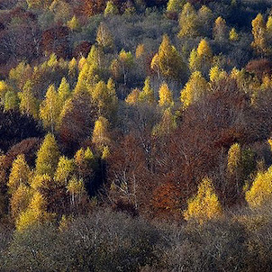 Karpatské bukové pralesy