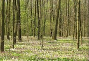 lužní les na jaře