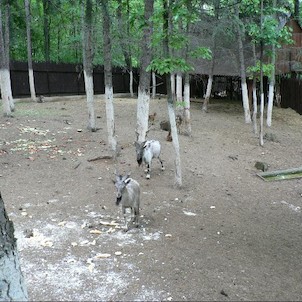 Malá ZOO u hájovny