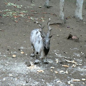 Malá ZOO u hájovny