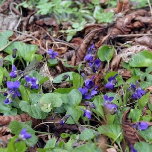 violka Rivinova