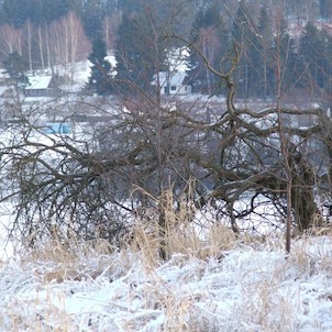 tree on little island in lake