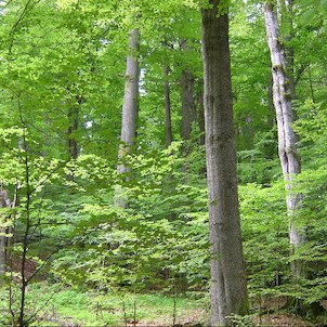 Žofínský prales