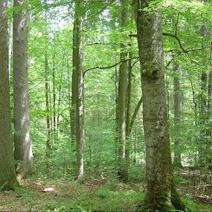 Žofínský prales