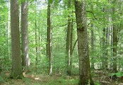 Žofínský prales