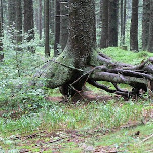 Kráčející stromy - typická atrakce pralesa