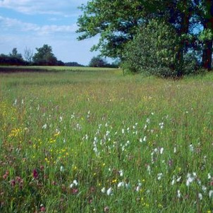 NPP Stročov