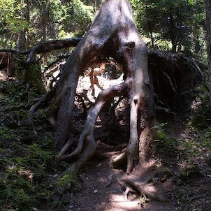 Vykotlaný pařez u Bezručova reliéfu, Obrovský pozůstatek po stromě nad Bezručovým reliéfem. Mezi kořeny může prolézt dospělý člověk.