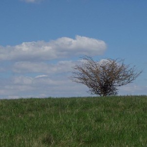 na Stolové hoře