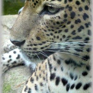 levhart cejlonský - brněnská ZOO, tygří skály