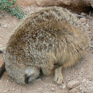 ZOO Brno