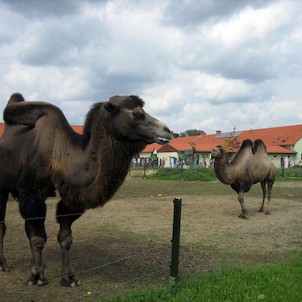 velbloudi dvouhrbí ve výběhu ASIE