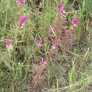 rostlinstvo vřesoviště, purpurové květy Černýše rolního- Melampyrum arvence