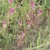 rostlinstvo vřesoviště, purpurové květy Černýše rolního- Melampyrum arvence