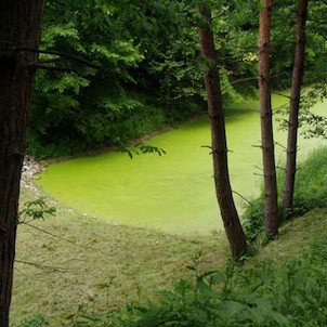 rybník