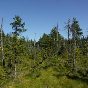 Malé rašeliniště