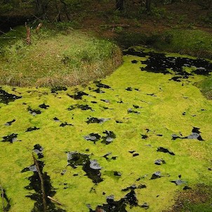 Smraďoch