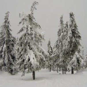 Sněhový les