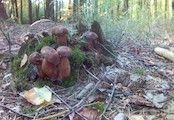 Týniště nad Orlicí, lesy houby podoubáci říjen 2005