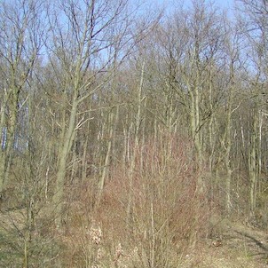 Špičák