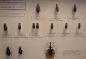 Muzeum přírodovědy Smržovka