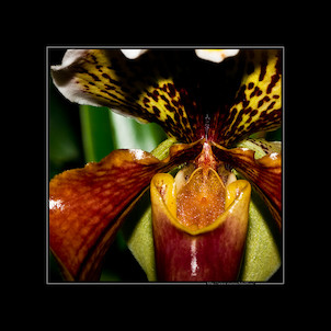 Orchideje