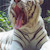 ZOO Liberec - bílý tygr