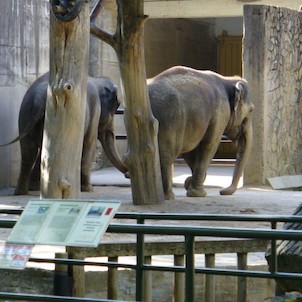 Sloni